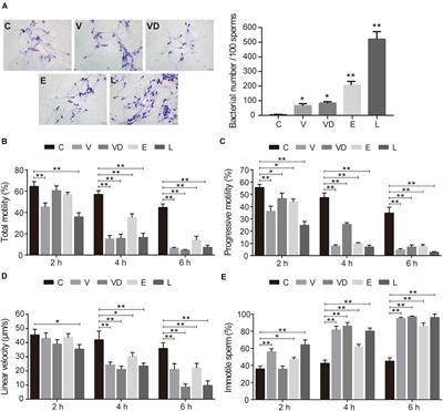 Vaginal Probiotic Lactobacillus crispatus Seems to Inhibit Sperm Activity and Subsequently Reduces Pregnancies in Rat